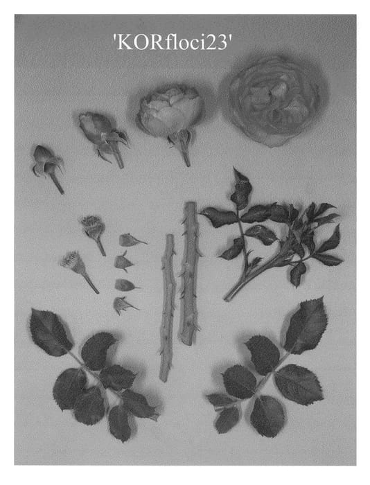 Figure 1 of US plant patent PP23558, the photograph of KORfloci23 printed in the patent.