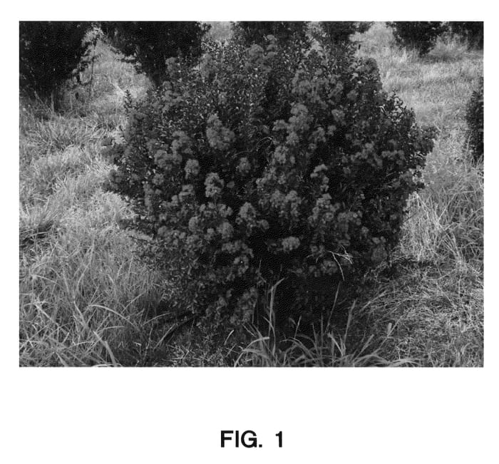 Figure 1 of US plant patent PP23559, the photograph of WHIT IX printed in the patent.