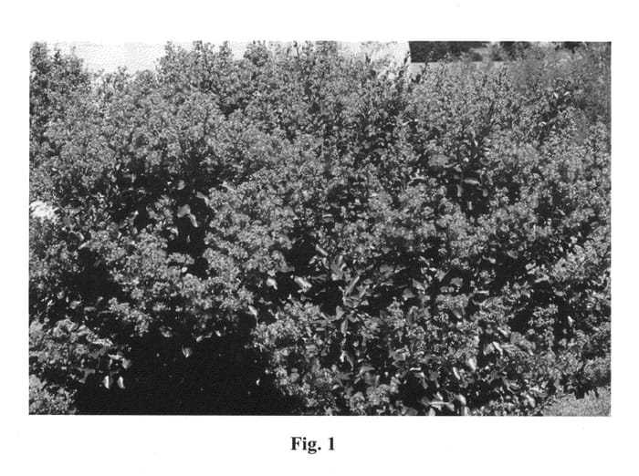 Figure 1 of US plant patent PP23560, the photograph of GAMAD IX printed in the patent.