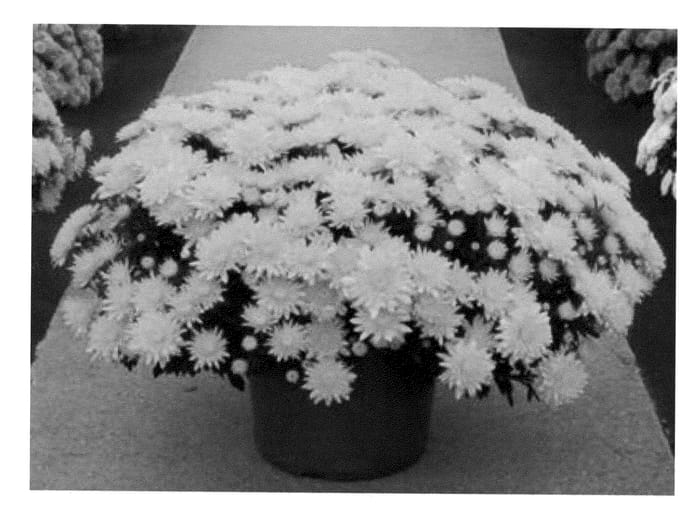 Figure 1 of US plant patent PP23561, the photograph of Symild Yel printed in the patent.