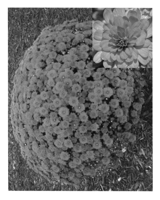 Figure 1 of US plant patent PP23562, the photograph of CIFZ0002 printed in the patent.