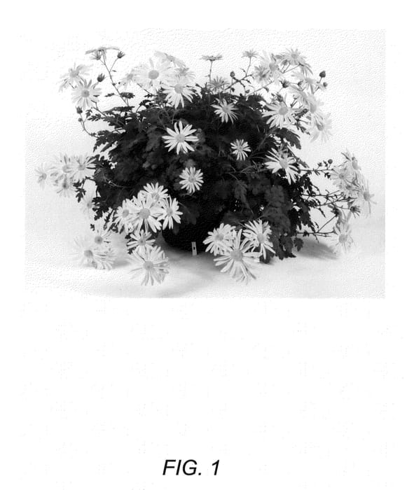 Figure 1 of US plant patent PP23563, the photograph of Pink Dawn printed in the patent.