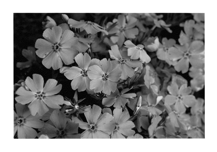 Figure 1 of US plant patent PP23564, the photograph of Barseventyfour printed in the patent.