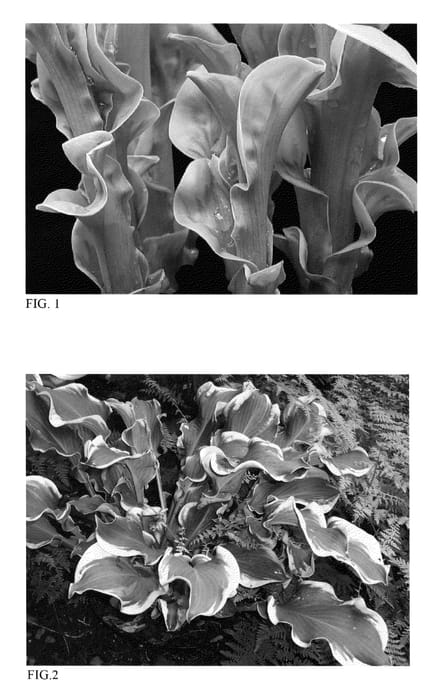 Figure 1 of US plant patent PP23565, the photograph of Wheee! printed in the patent.