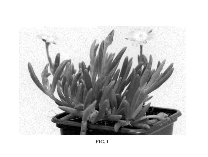 Figure 1 of US plant patent PP23566, the photograph of Jewel of Desert Peridot printed in the patent.