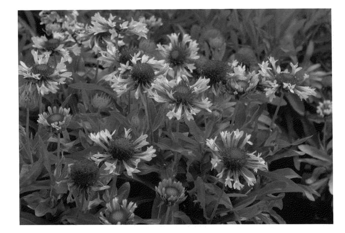 Figure 1 of US plant patent PP23567, the photograph of TNSF printed in the patent.