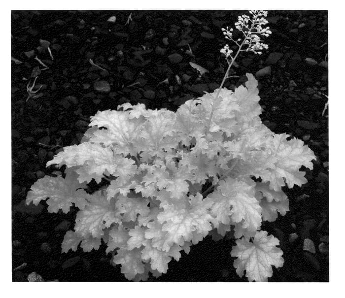 Figure 1 of US plant patent PP23568, the photograph of Pear Crisp printed in the patent.