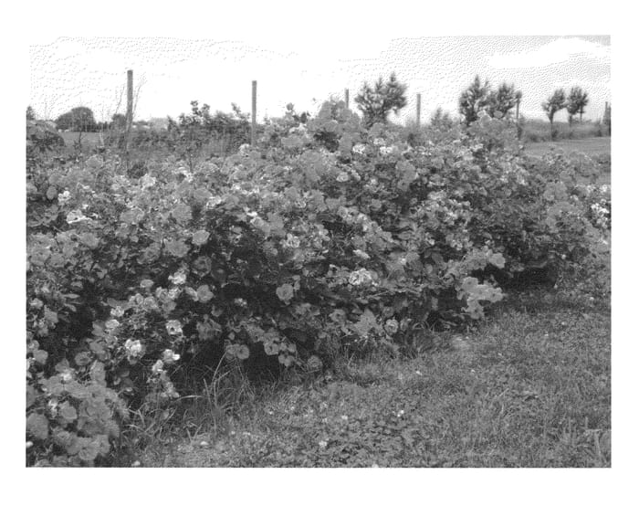 Figure 1 of US plant patent PP23569, the photograph of Radsouth printed in the patent.