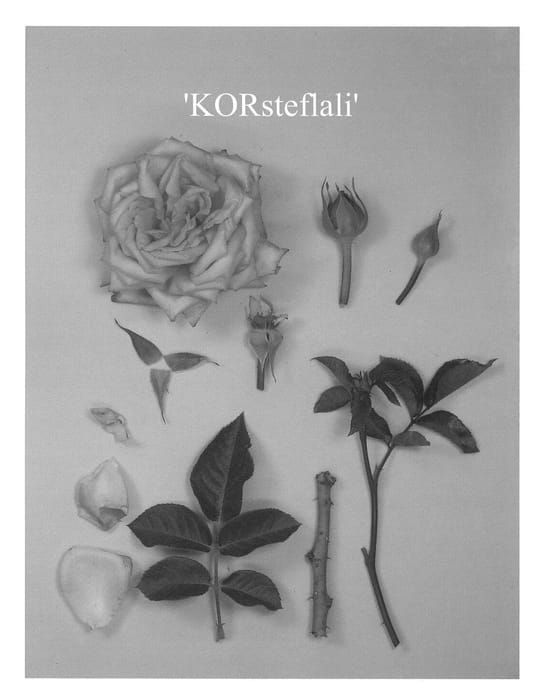 Figure 1 of US plant patent PP23570, the photograph of KORsteflali printed in the patent.