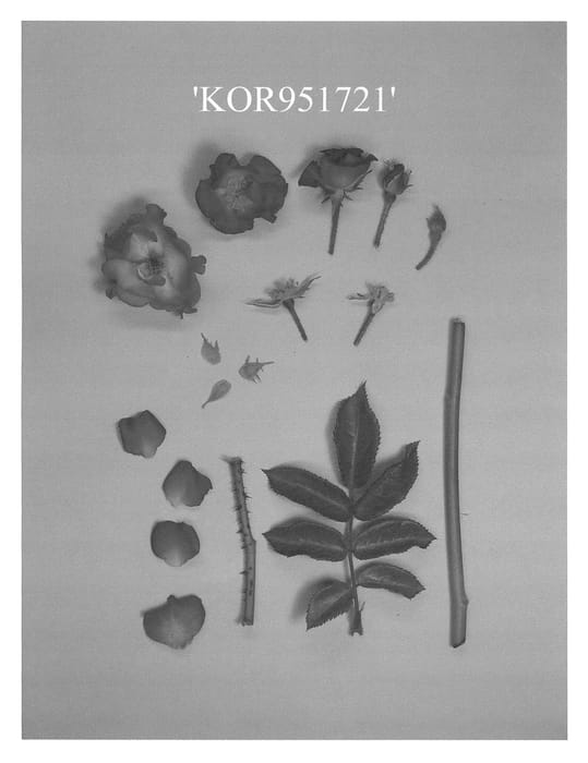 Figure 1 of US plant patent PP23571, the photograph of KOR951721 printed in the patent.