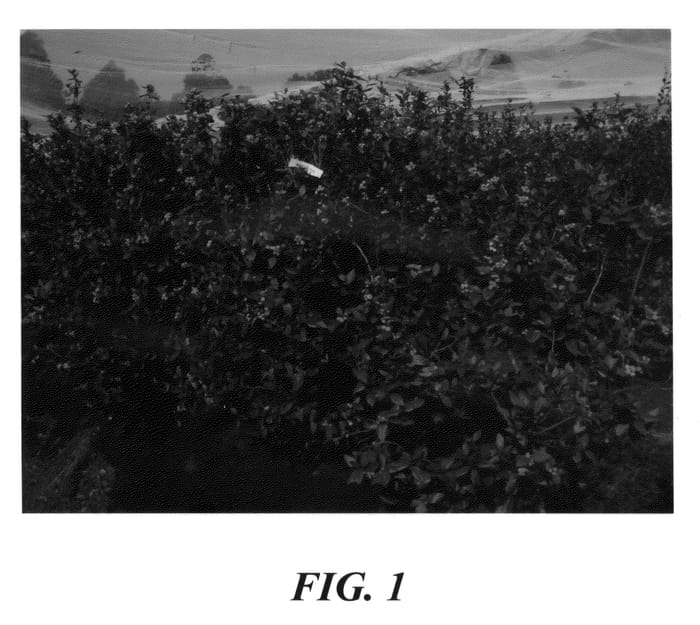 Figure 1 of US plant patent PP23572, the photograph of Ridley 1111 printed in the patent.