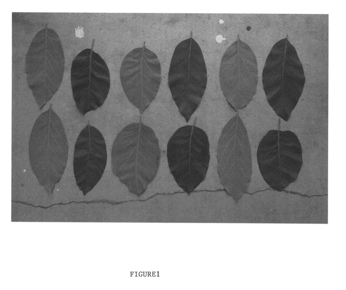 Figure 1 of US plant patent PP23573, the photograph of Buck 3 printed in the patent.