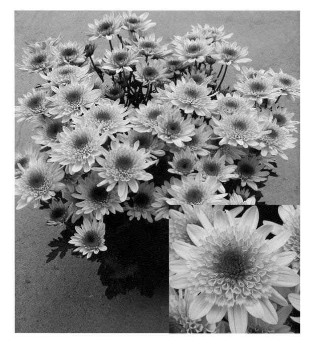 Figure 1 of US plant patent PP23574, the photograph of CIDZ0012 printed in the patent.