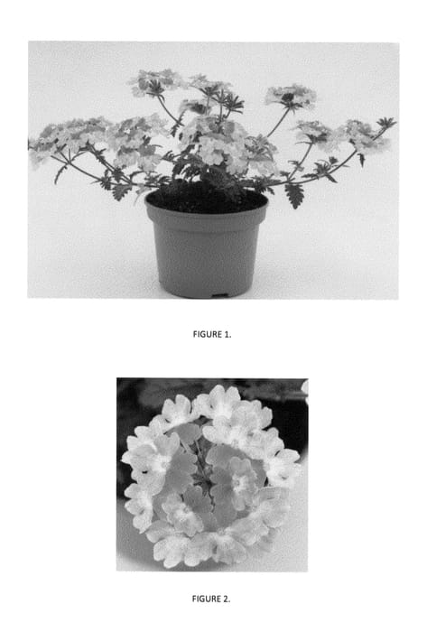 Figure 1 of US plant patent PP23575, the photograph of VEAZ0009 printed in the patent.