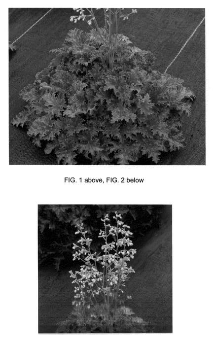 Figure 1 of US plant patent PP23576, the photograph of Apple Crisp printed in the patent.