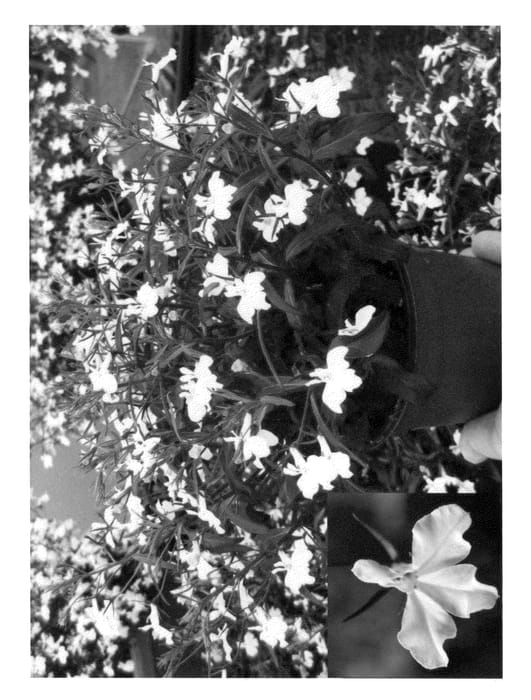Figure 1 of US plant patent PP23577, the photograph of LOBZ0002 printed in the patent.