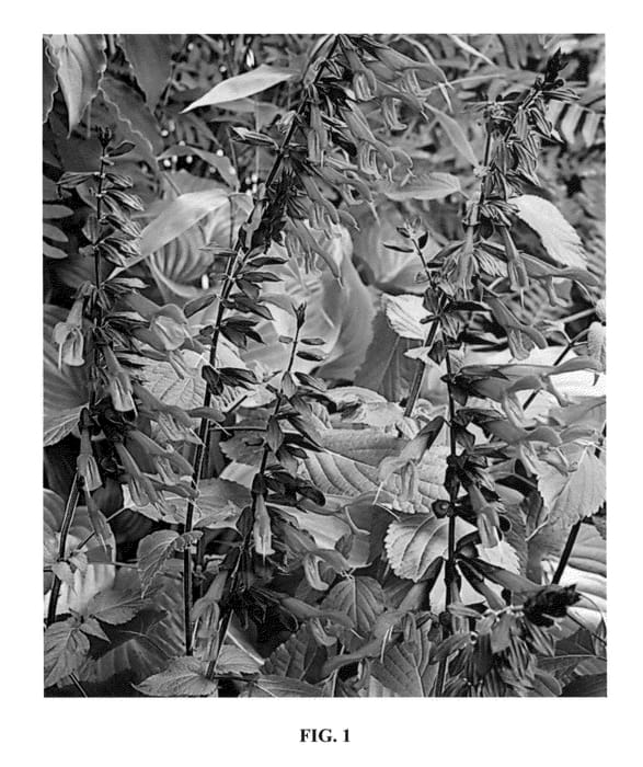 Figure 1 of US plant patent PP23578, the photograph of Amistad printed in the patent.