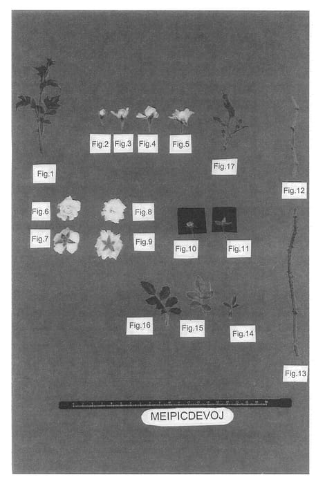 Figure 1 of US plant patent PP23579, the photograph of Meipicdevoj printed in the patent.