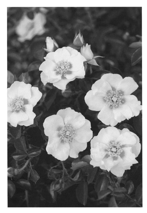 Figure 1 of US plant patent PP23580, the photograph of Sprolem printed in the patent.