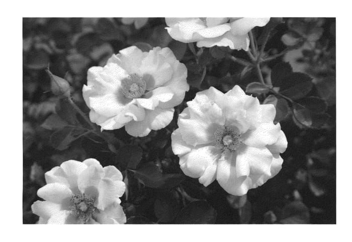 Figure 1 of US plant patent PP23581, the photograph of Sprolempink printed in the patent.