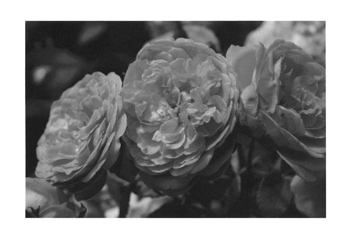 Figure 1 of US plant patent PP23582, the photograph of Radprov printed in the patent.