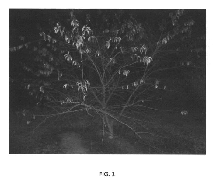 Figure 1 of US plant patent PP23583, the photograph of Peach rootstock named MP-29 printed in the patent.