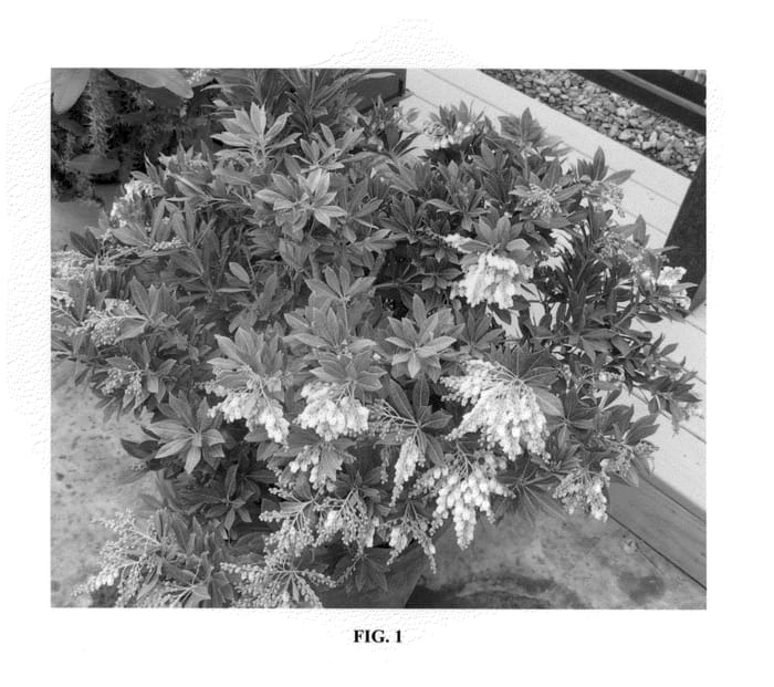 Figure 1 of US plant patent PP23584, the photograph of Greprs printed in the patent.