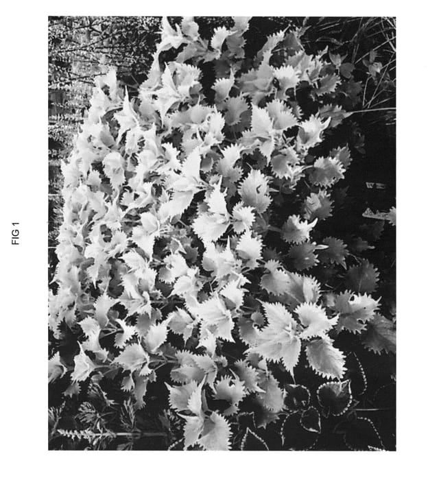 Figure 1 of US plant patent PP23585, the photograph of UF0843 printed in the patent.