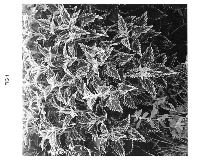 Figure 1 of US plant patent PP23586, the photograph of UF08174 printed in the patent.