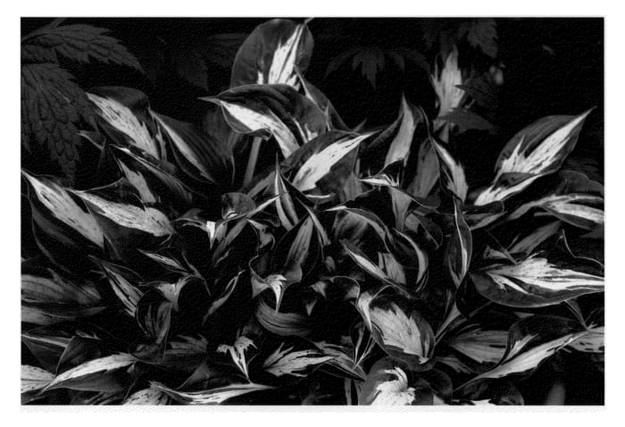 Figure 1 of US plant patent PP23587, the photograph of American Hero printed in the patent.