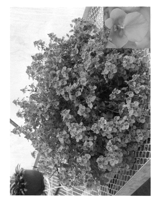 Figure 1 of US plant patent PP23588, the photograph of Dala Depsam printed in the patent.