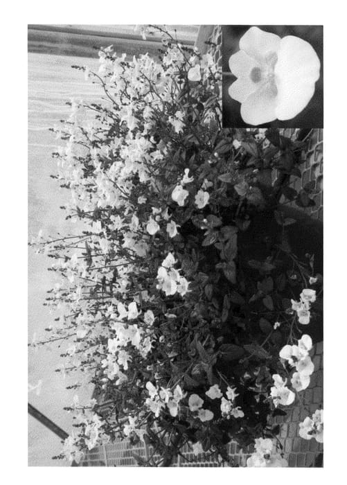 Figure 1 of US plant patent PP23589, the photograph of Dala Triwhi printed in the patent.