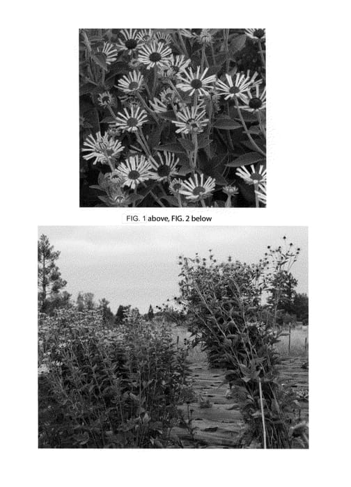 Figure 1 of US plant patent PP23590, the photograph of Little Henry printed in the patent.