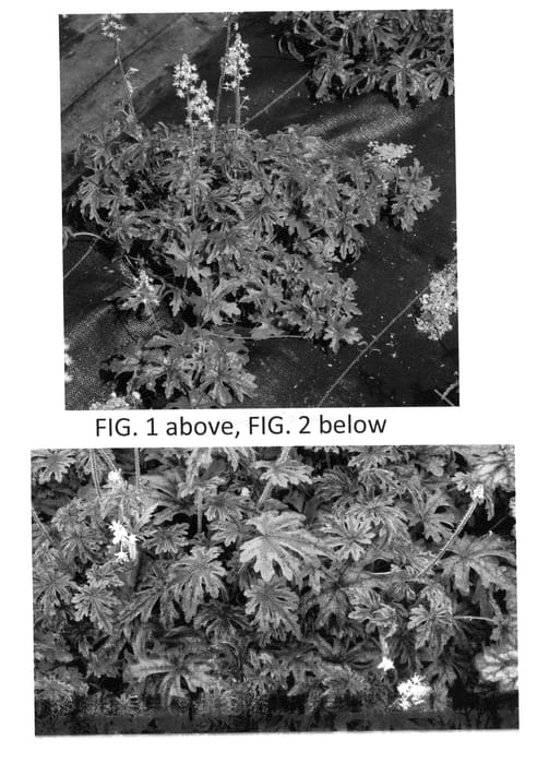 Figure 1 of US plant patent PP23591, the photograph of Pacific Crest printed in the patent.