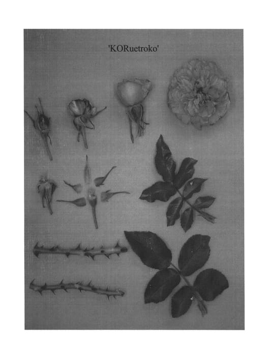 Figure 1 of US plant patent PP23592, the photograph of KORuetroko printed in the patent.