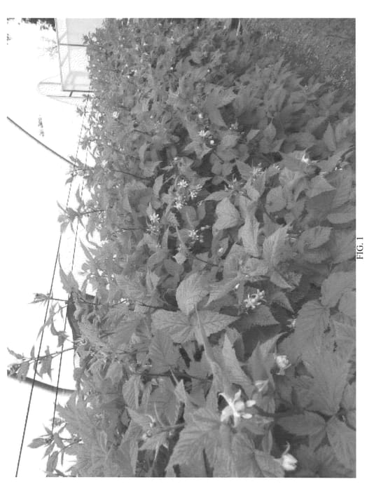 Figure 1 of US plant patent PP23593, the photograph of Pacific Majesty printed in the patent.