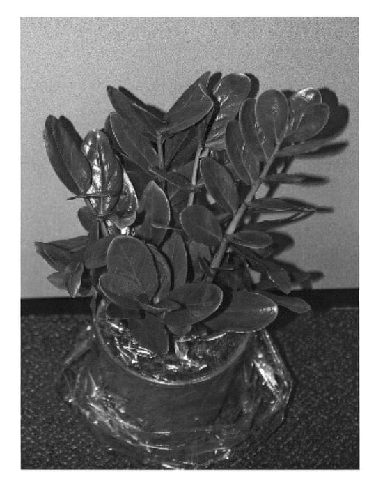 Figure 1 of US plant patent PP23594, the photograph of LUCKY printed in the patent.