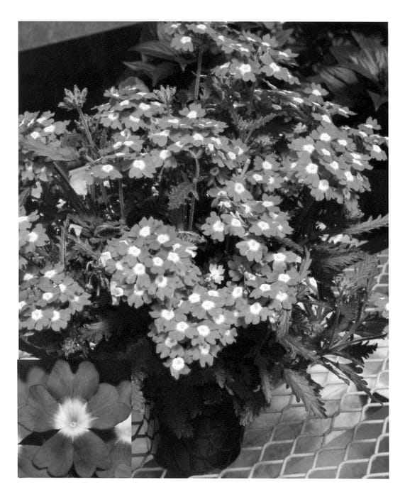 Figure 1 of US plant patent PP23595, the photograph of VEAZ0007 printed in the patent.