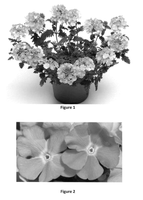 Figure 1 of US plant patent PP23596, the photograph of VEAZ0003 printed in the patent.