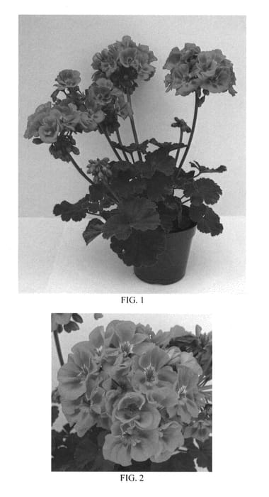 Figure 1 of US plant patent PP23597, the photograph of Sil Baldo 448 printed in the patent.