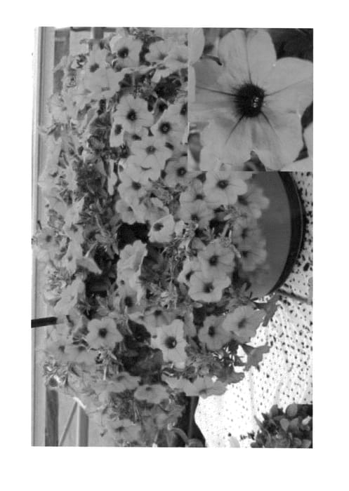 Figure 1 of US plant patent PP23599, the photograph of PEHY0001 printed in the patent.