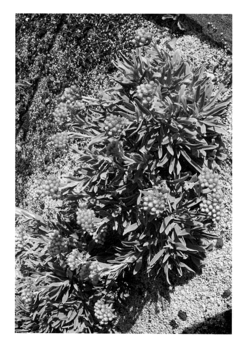 Figure 1 of US plant patent PP23600, the photograph of Ember Glow printed in the patent.