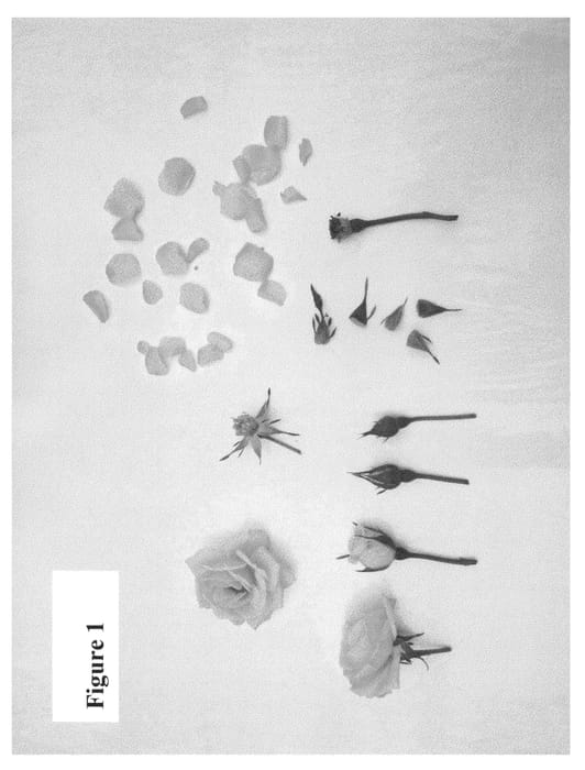 Figure 1 of US plant patent PP23601, the photograph of Poulcy017 printed in the patent.