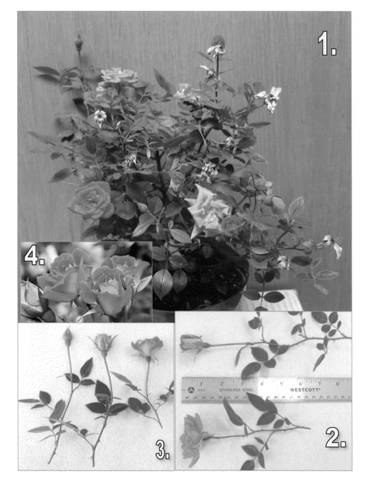Figure 1 of US plant patent PP23602, the photograph of SAVaboo printed in the patent.