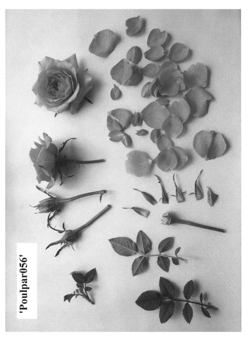 Figure 1 of US plant patent PP23603, the photograph of Poulpar056 printed in the patent.