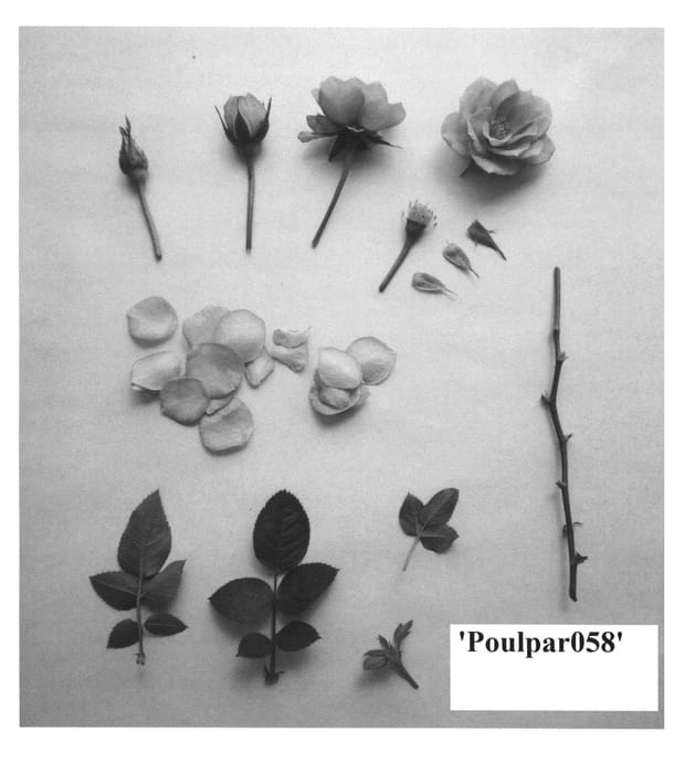 Figure 1 of US plant patent PP23604, the photograph of Poulpar058 printed in the patent.