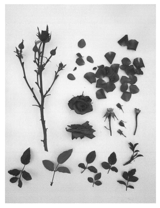 Figure 1 of US plant patent PP23605, the photograph of Poulpar066 printed in the patent.
