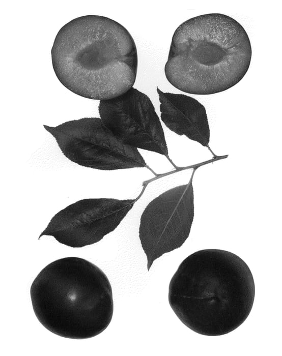 Figure 1 of US plant patent PP23606, the photograph of Black Satin printed in the patent.
