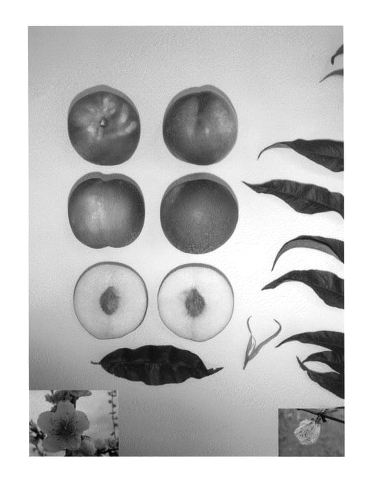 Figure 1 of US plant patent PP23607, the photograph of Pearlicious VI printed in the patent.