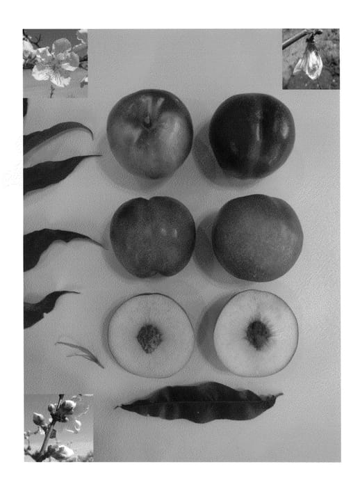 Figure 1 of US plant patent PP23608, the photograph of Pearlicious VII printed in the patent.